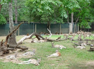 Dozens of tired kangaroos taking a break from hopping.
